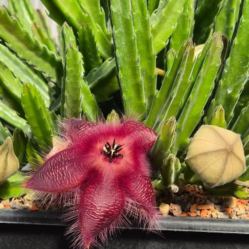 Preview: Stapelia hirsuta